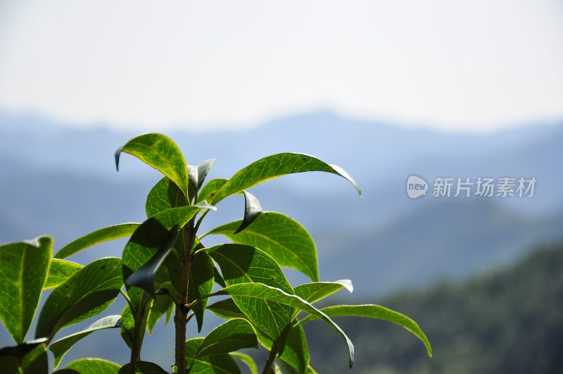 湖洋梯田  浏阳风景  自然风光