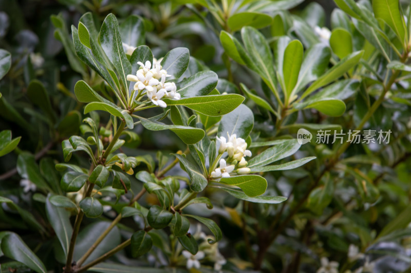 春天盛开的海桐花特写