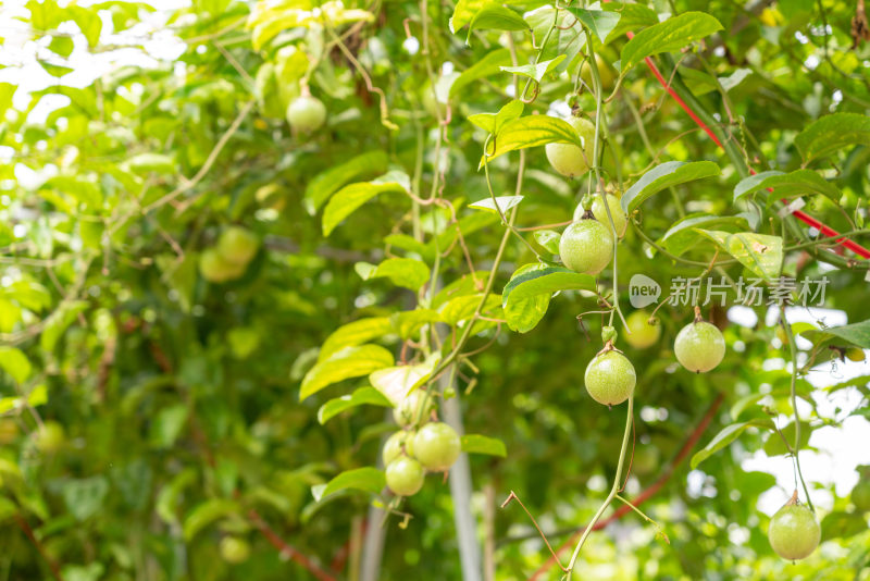 黄金百香果种植园户外生态种植