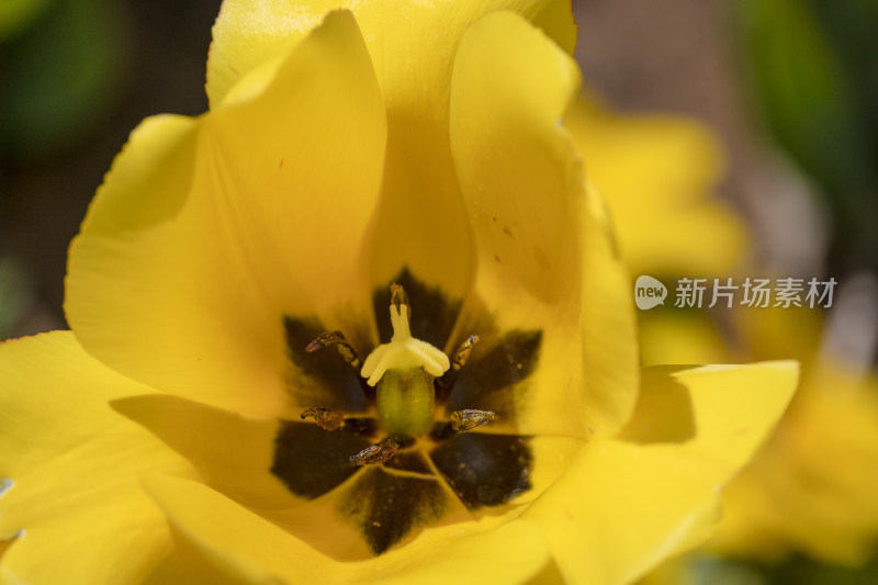 春天公园里盛开的郁金香花海自然风景