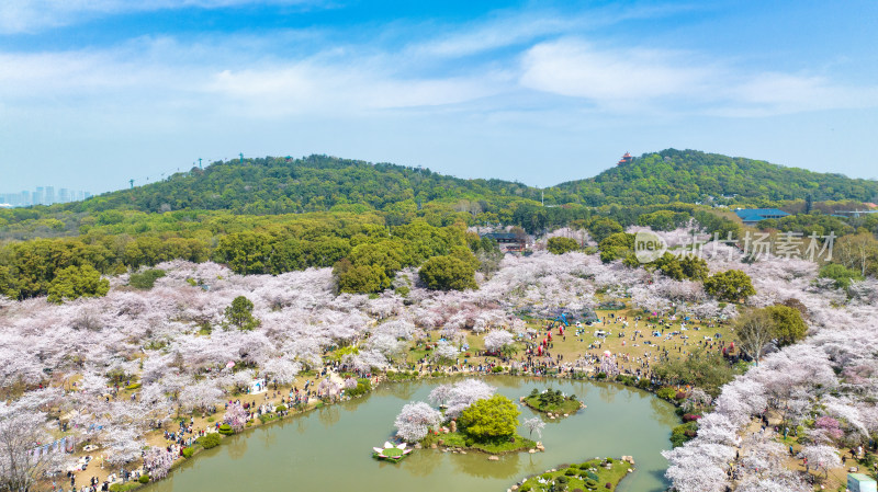 湖北武汉东湖樱花园与磨山