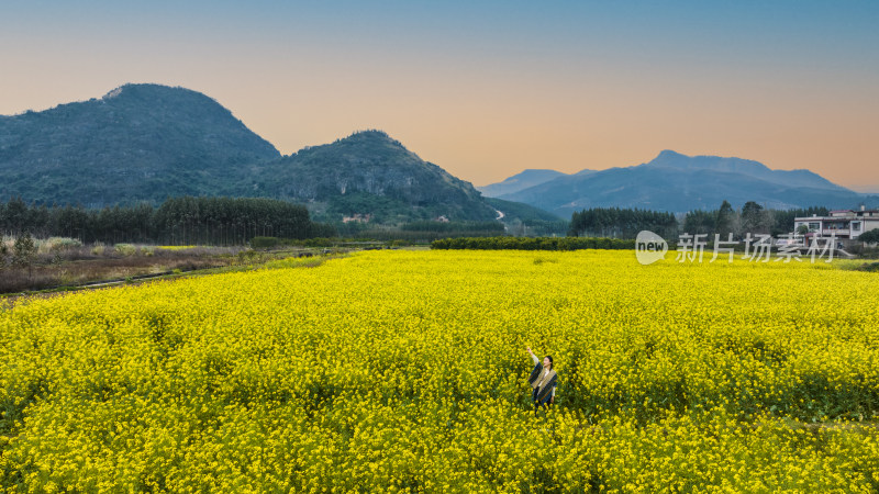 春天黄昏日落时分桂林山边村庄旁的油菜花田