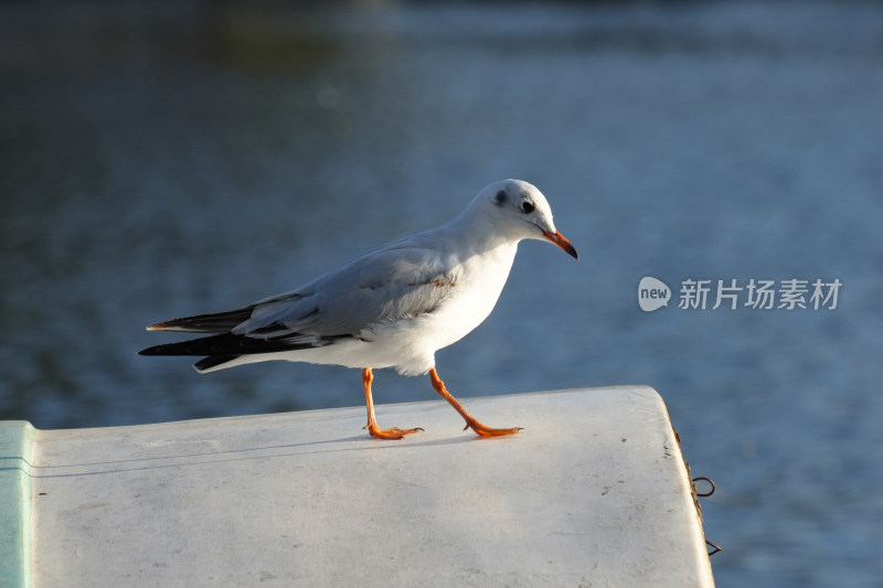 海鸥在水边船上上行走