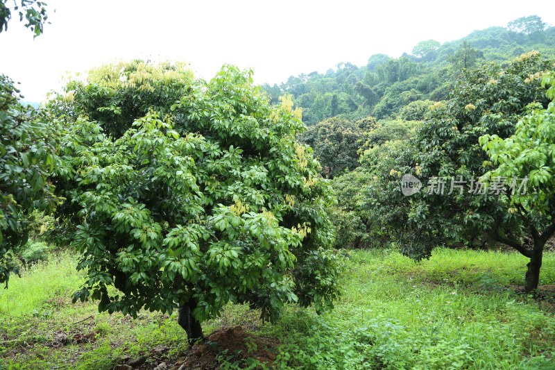 荔枝园里的荔枝树