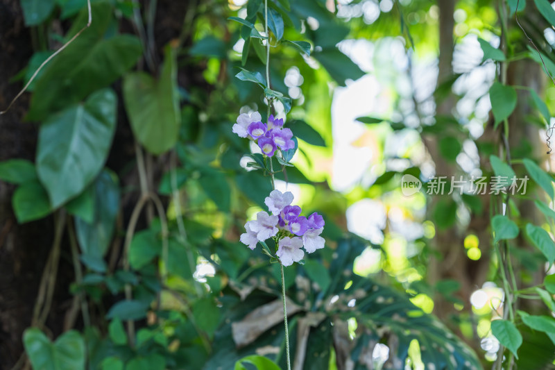 紫花植物蒜香藤
