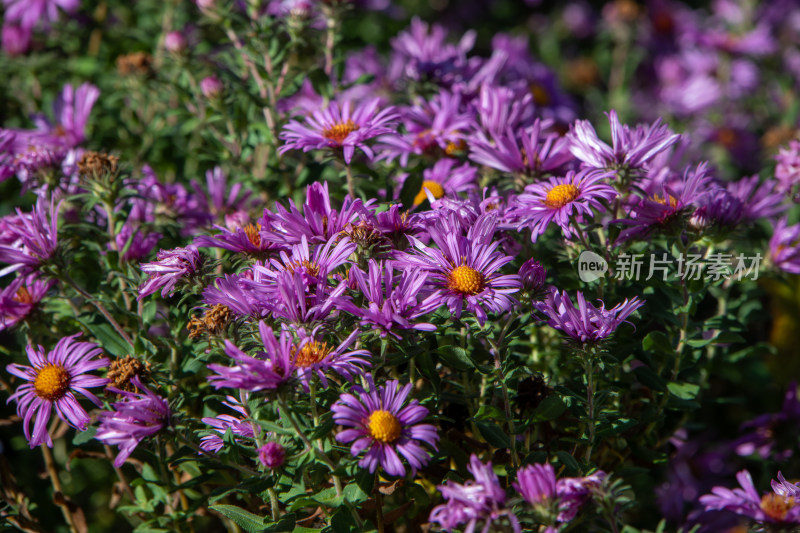 紫菀花海，秋日粉紫色菊花盛开