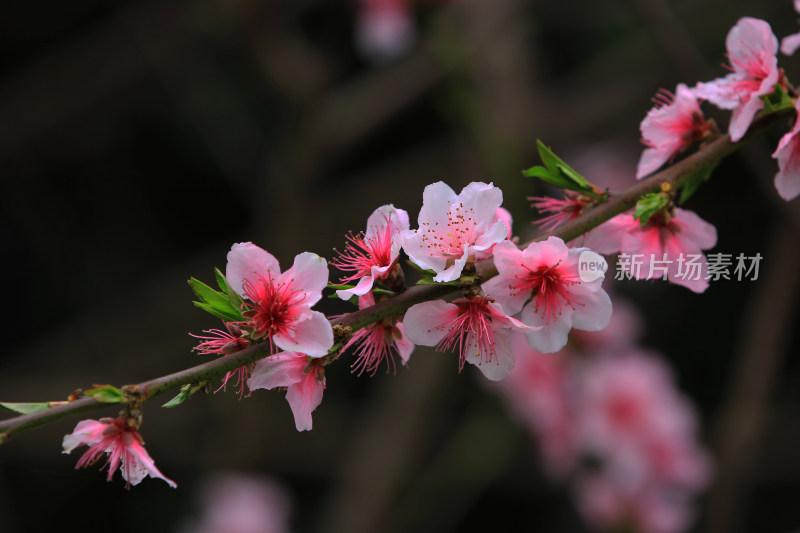 春天粉红色桃花盛开