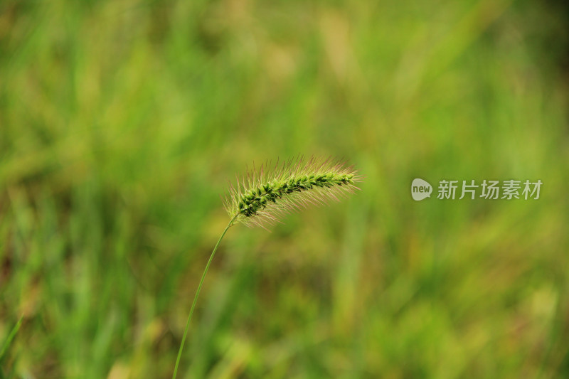 狗尾草背景素材