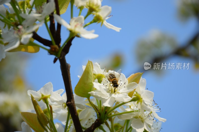 盛开的白色梨花特写