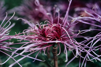 开封清明上河园菊花展菊花特写