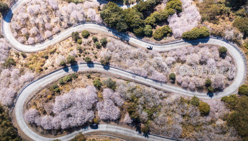 梅花盛开时的盘山公路航拍景象