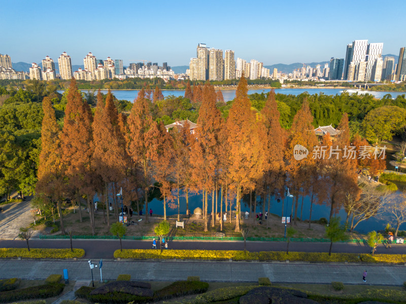 福州城市中色彩斑斓的树林全景