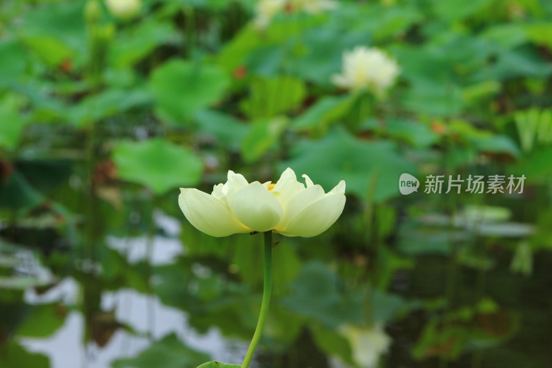 夏日雨后白色荷花