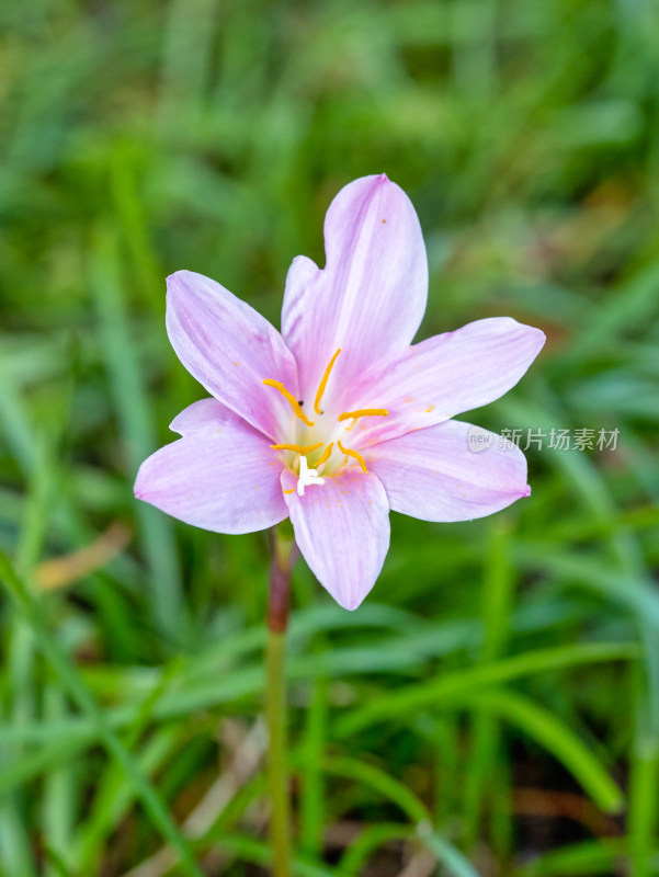 春天的韭莲开花