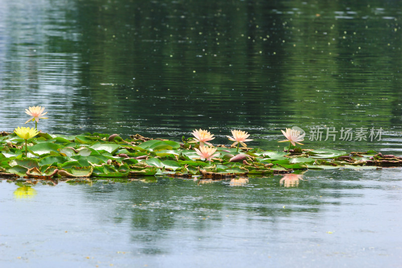 漂浮在湖面上的睡莲花