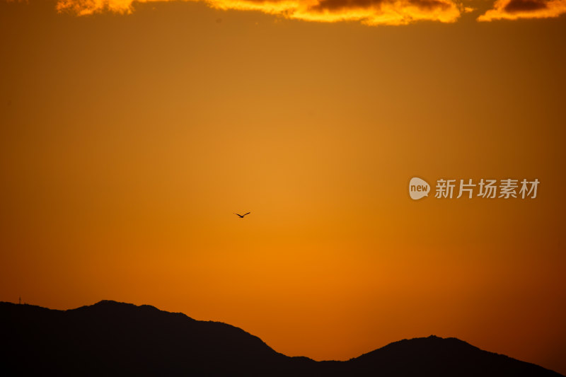 夕阳下飞鸟越过山峦剪影