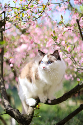 海棠花和布偶猫