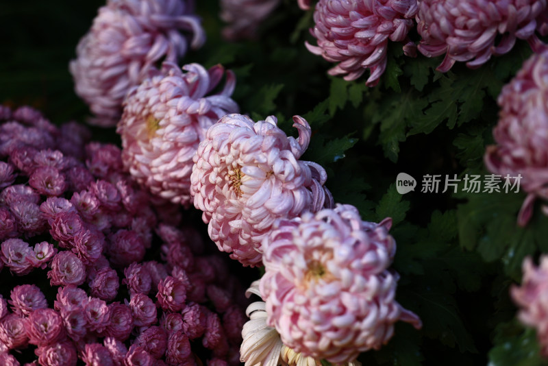 杭州植物园菊花展盛开的粉红色菊花特写