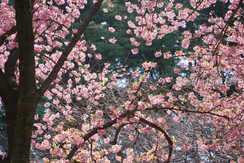 日本东京，新宿御苑，樱花