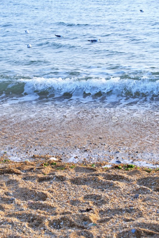 大连海滨 海鸥