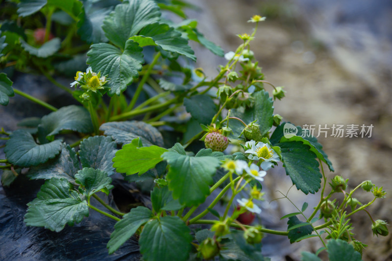 生长中的草莓