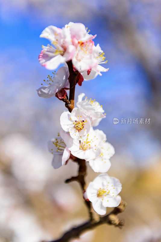 盛开杏树花枝