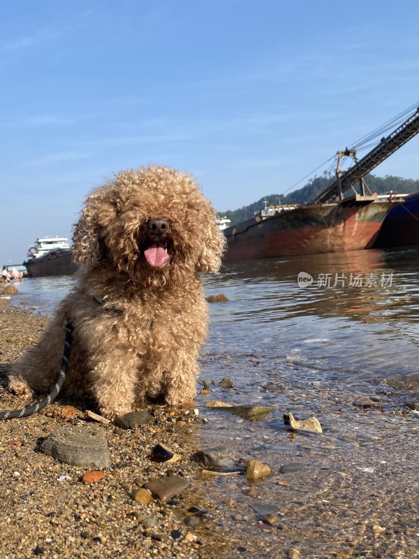 在沙滩上玩耍的狗狗