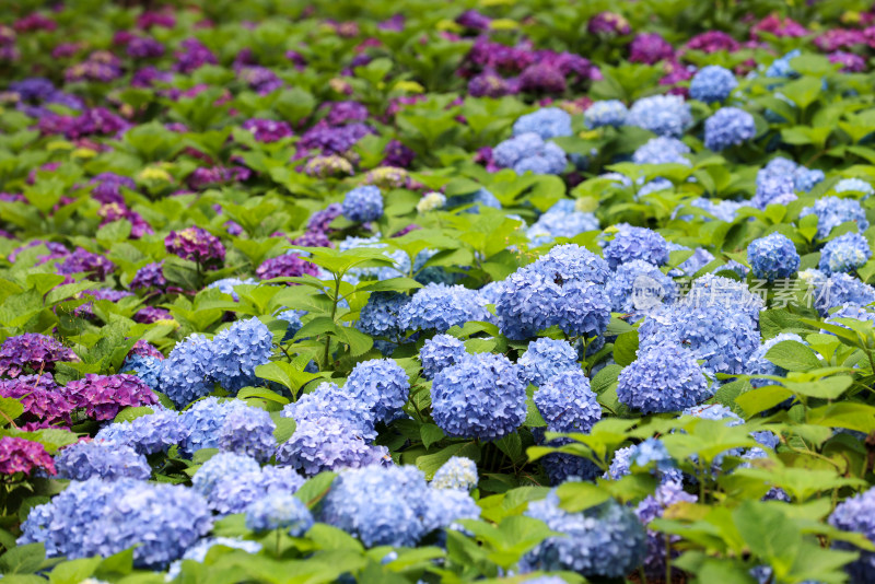 夏天的绣球花花海