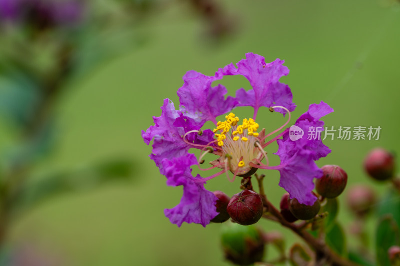 紫薇花微距特写