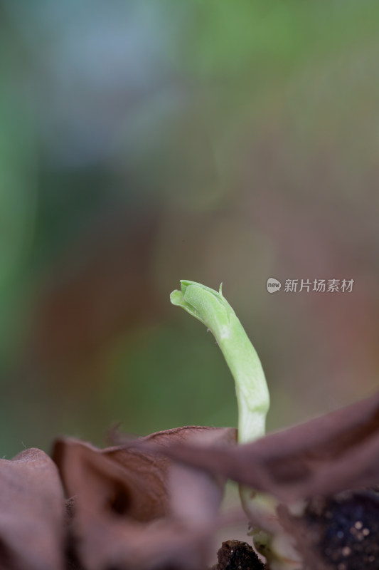 春天户外枯叶里发出来的嫩芽