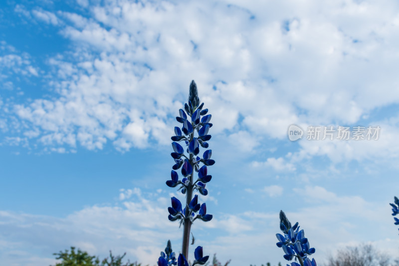 蓝花与蓝天白云自然景观