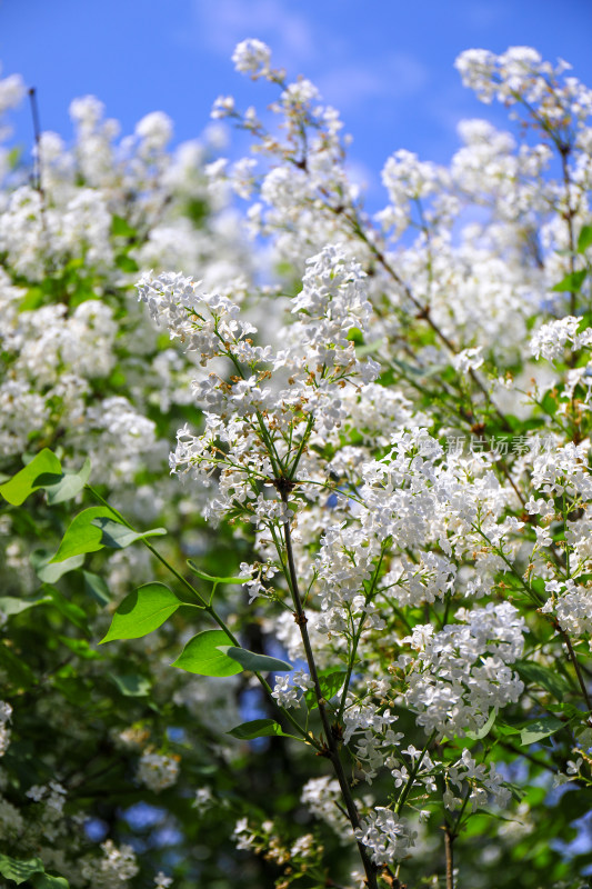 白色丁香花