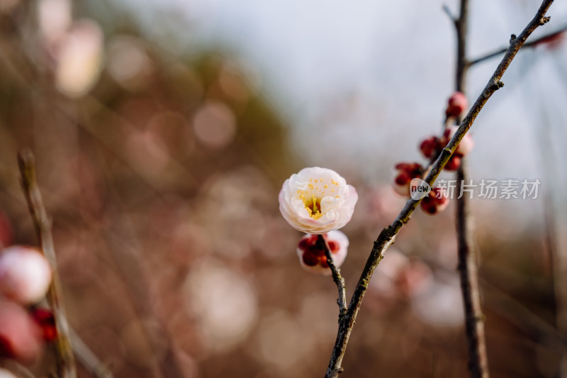 西溪湿地盛开的梅花