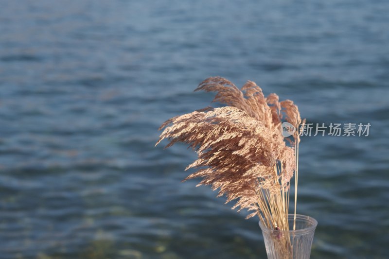温暖阳光在湖边的芦苇束随风飘荡