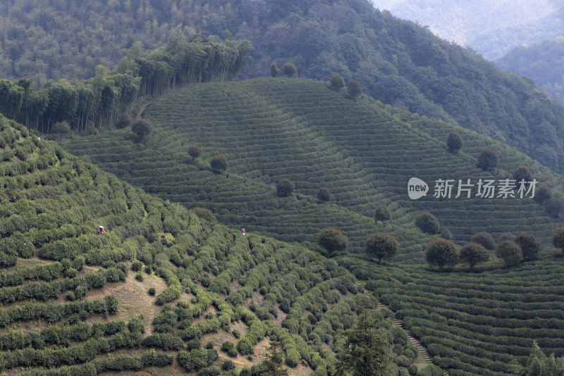 杭州大径山茶园风光