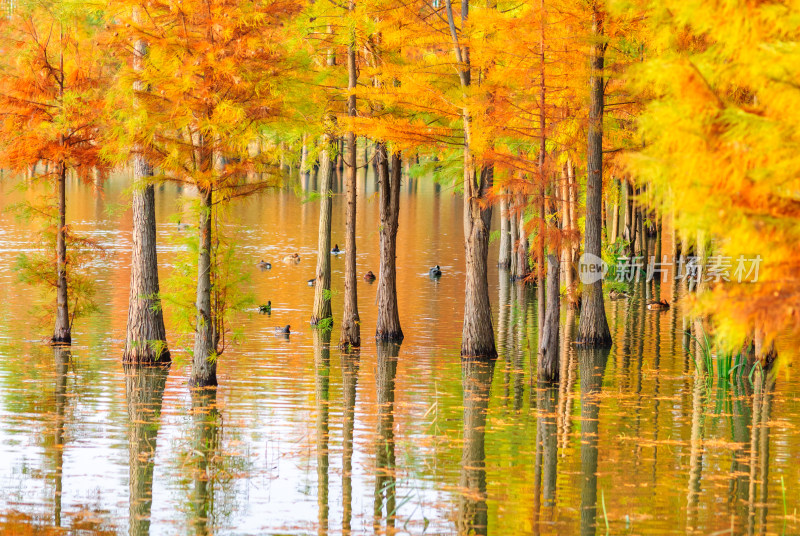 成都白鹭湾湿地公园水杉秋景