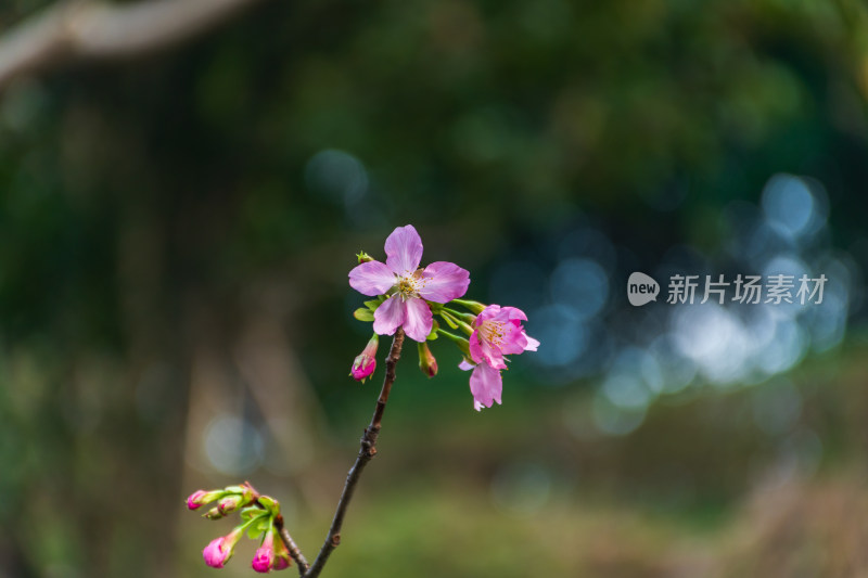 特写粉色樱花花枝