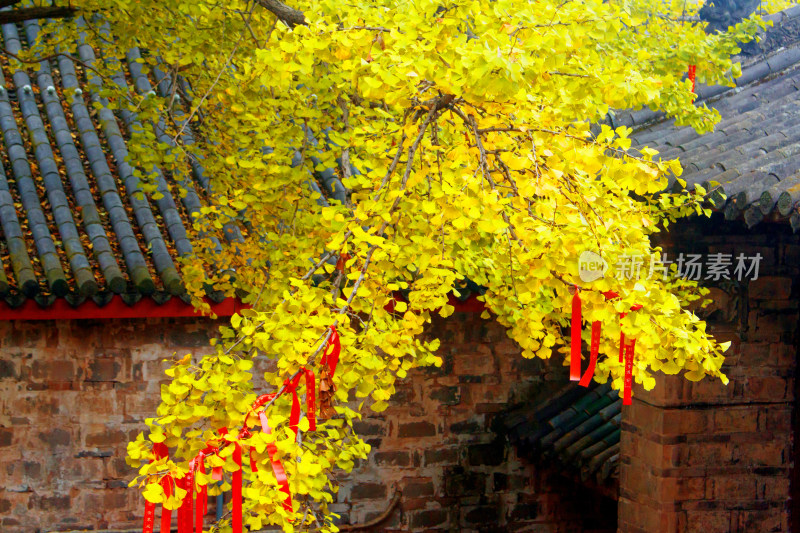 秋天背景植物银杏古建筑