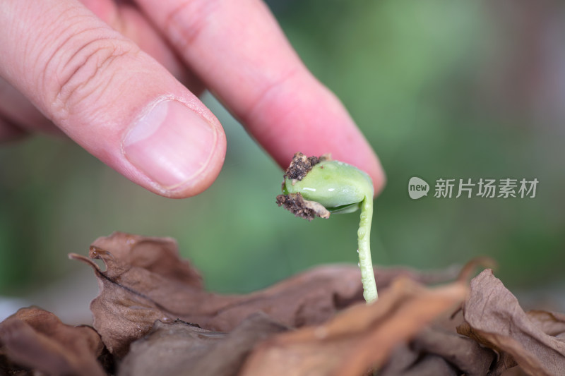 手去捏取枯叶里长出的嫩芽