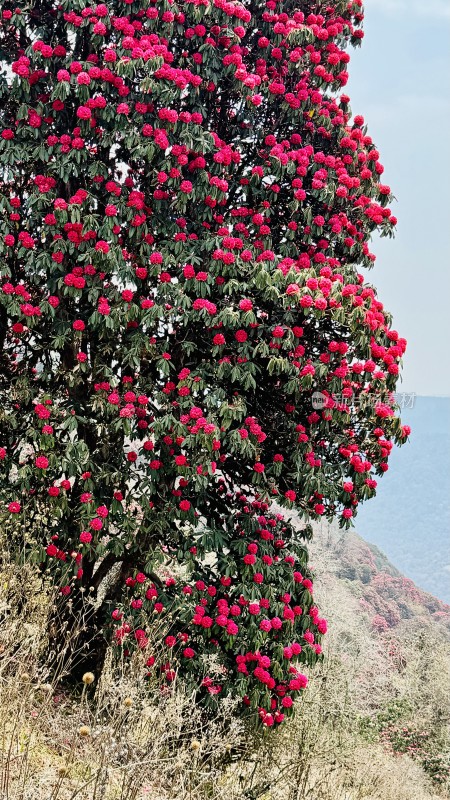 尼泊尔poonhill（布恩山）高山杜鹃