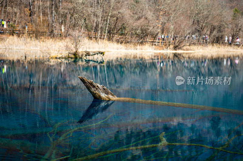 九寨沟湖中枯木景色