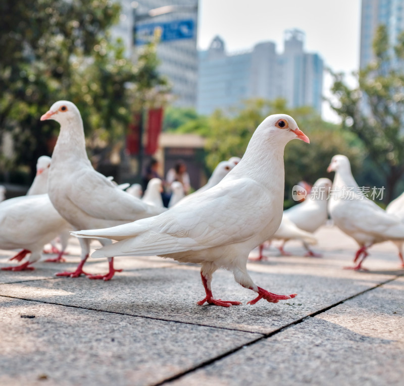 上海人民广场的和平鸽