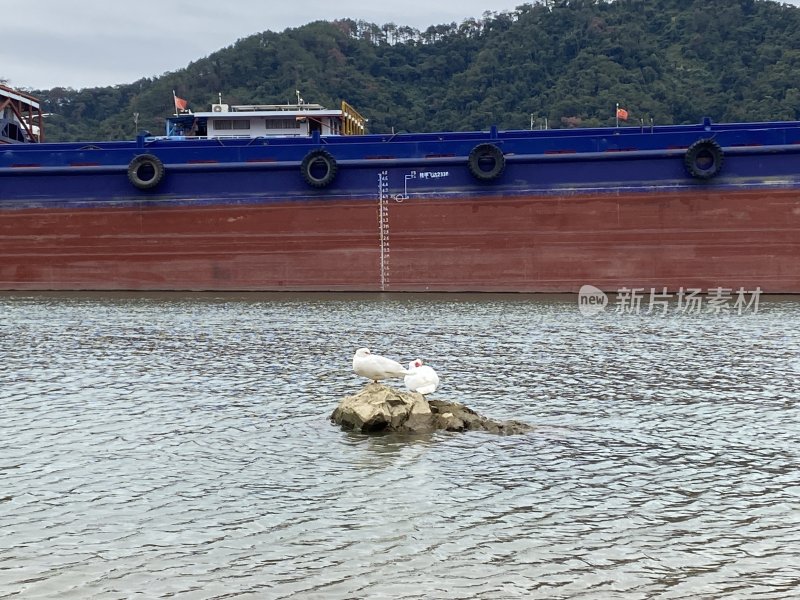 水面海鸟和一艘大船