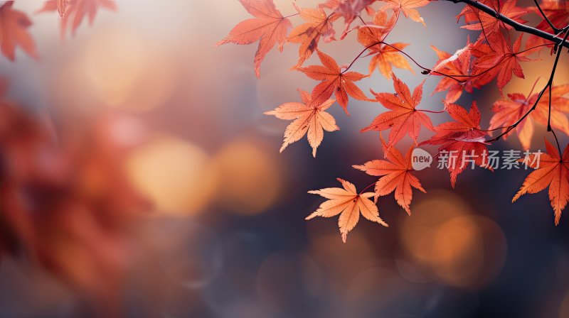 秋天唯美枫叶枫树背景