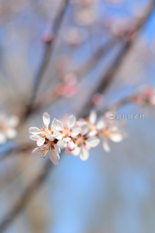 桃花花苞花蕊