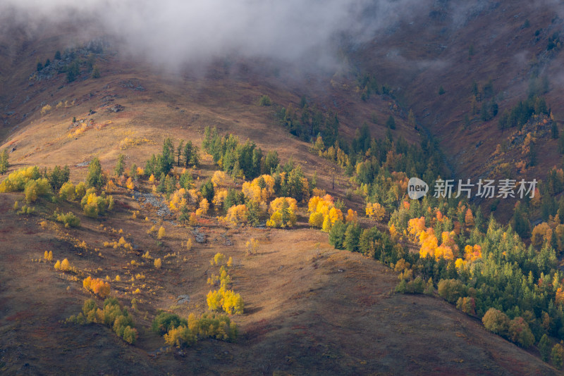 航拍新疆禾木风景区山上的彩林