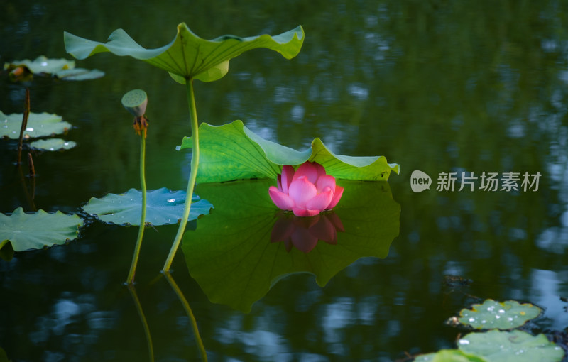 荷花盛开素材