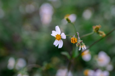 春天的花朵