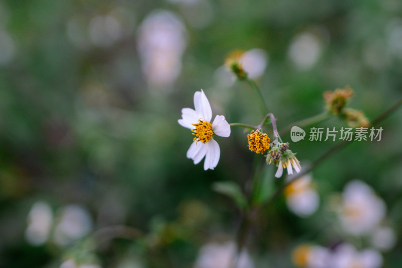 春天的花朵