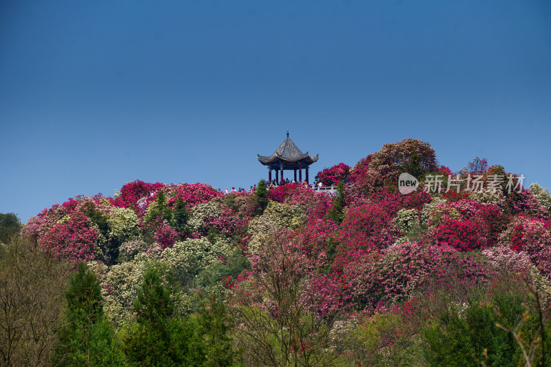 贵州百里杜鹃山间盛开的烂漫杜鹃花